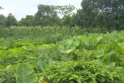 Hơn 4.000 ha đất nông, lâm trường chưa bàn giao