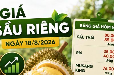 Giá sầu riêng ngày 18/8/2026: Sầu Thái đẹp lên 85.000 đồng/kg