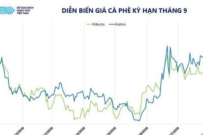 Sắc xanh bao phủ thị trường, MXV-Index tăng 60 điểm