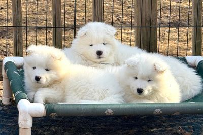 Chú chó bên Taylor Swift gây sốt, Samoyed được săn đón