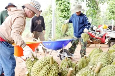 'Thông đường' xuất khẩu sầu riêng