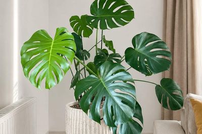 Top 3 cây decor 'hot trend' trên mạng xã hội hiện nay