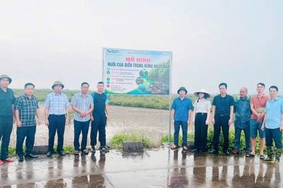 Quảng Ninh triển khai mô hình nuôi cua trong rừng ngập mặn gắn với công tác bảo vệ rừng phòng hộ