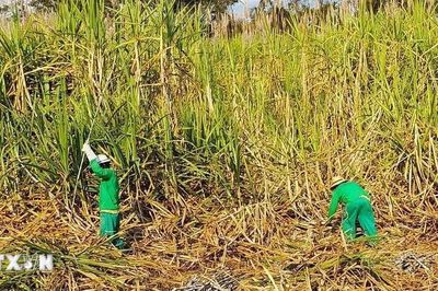 Hiện tượng El Nino 'phủ bóng' thời tiết khu vực Mỹ Latinh-Caribe
