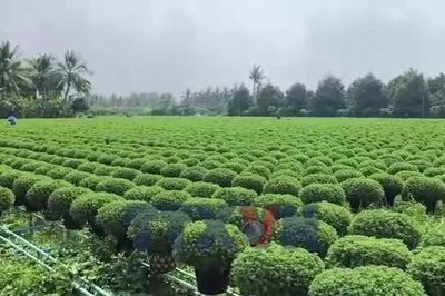 Vĩnh Long: Nhân rộng mô hình trồng hoa sử dụng giống nuôi cấy mô