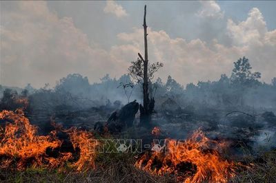 Indonesia tăng cường tạo mưa nhân tạo đối phó với cháy rừng nghiêm trọng