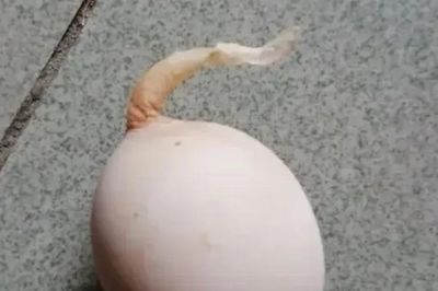 Quả trứng gà kỳ lạ mọc 'đuôi' dài 5 cm