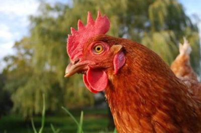 Cụ bà 86 tuổi cứng hàm, khó nuốt sau 10 ngày bị gà mổ