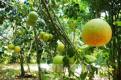 Về Thủy Xuân thưởng thức vị bưởi thanh trà dâng Vua