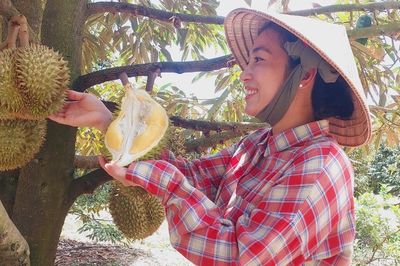 Phụ nữ nông thôn chuyển đổi xanh và thích ứng khí hậu: Bài cuối - Từ mã số vùng trồng đến sinh kế bền vững