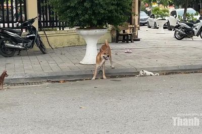 Phạt tới 2 triệu đồng, vẫn còn tình trạng chó thả rông không rọ mõm