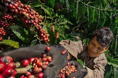 Giá cà phê hôm nay 19/8/2026: Arabica tăng 5,3%, trong nước tiến sát 100.000 đồng/kg