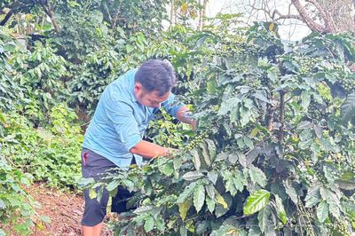'Đánh thức' tiềm năng nông nghiệp vùng cao