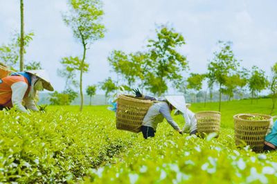 Hồi sinh làng nghề thủ công trà hương B'Lao