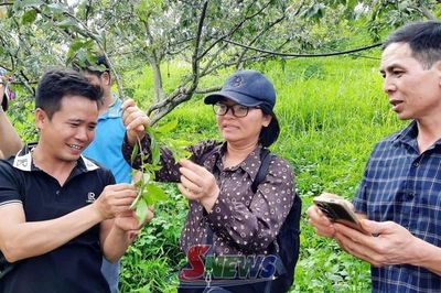 Tập huấn kỹ thuật canh tác mận hậu theo tiêu chuẩn xuất khẩu