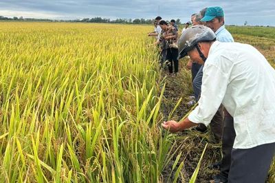Quảng Điền: Giống lúa HG383 mang lại nhiều triển vọng