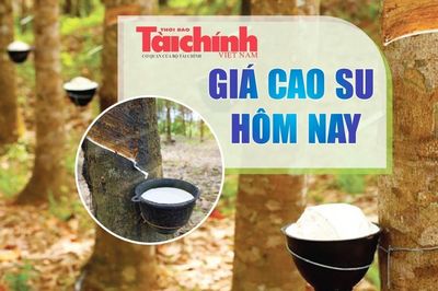 Ngày 19/8: Giá cao su trên các sàn giao dịch chủ chốt tại châu Á đồng loạt tăng
