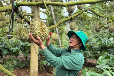 Sầu riêng xuất khẩu: Kết nối 'sợi dây vàng' tại thị trường tiềm năng Trung Quốc