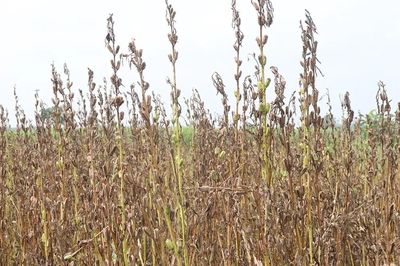 Tin lời AI, nông dân mất trắng 100.000 m² cây trồng sau một đêm