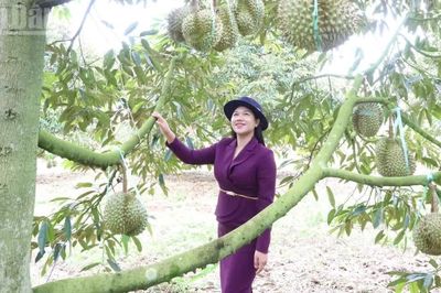 Trung Quốc phê duyệt thêm 140 mã số vùng trồng và 31 mã số cơ sở đóng gói cho sầu riêng Đắk Lắk