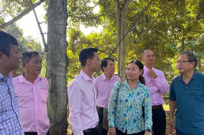 Trung Quốc phê duyệt thêm 567 mã số vùng trồng và cơ sở đóng gói sầu riêng