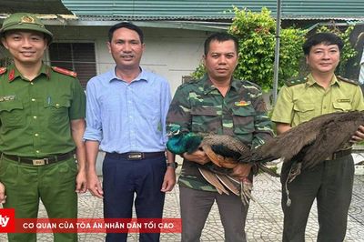 Người dân giao nộp 2 cá thể công quý hiếm