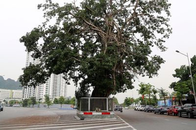 Lý do cây đa trăm tuổi đứng giữa đường bao biển đẹp nhất Quảng Ninh