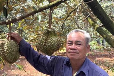Trung Quốc phê duyệt 140 mã số vùng trồng, 31 mã đóng gói cho sầu riêng Đắk Lắk