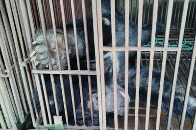 Hơn 8.000 người dân Hà Nội mong muốn thủ đô không còn nạn nuôi nhốt gấu lấy mật