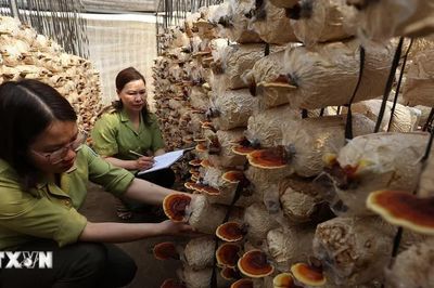 Lào Cai: Cơ sở chế biến dược liệu được hỗ trợ tối đa 10 tỷ đồng mỗi dự án