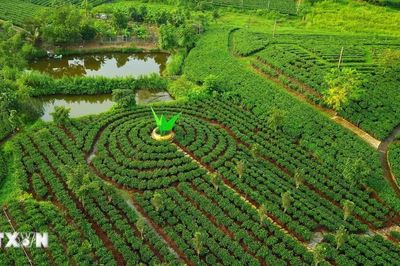Thái Nguyên lập hồ sơ đề nghị ghi danh Tri thức dân gian 'Văn hóa trà Thái Nguyên'