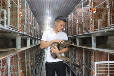 Nuôi chồn hương cho lợi nhuận từ 300 - 400 triệu đồng/năm