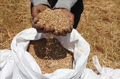 Xung đột, thời tiết cực đoan đe dọa đẩy giá lương thực toàn cầu