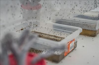 Sốt xuất huyết gia tăng tại Trung Mỹ