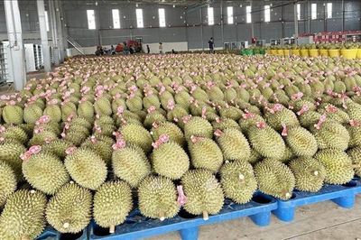 Trung Quốc phê duyệt 140 mã số vùng trồng cho sầu riêng Đắk Lắk
