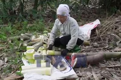 Nông dân Lào Cai làm giàu từ liên kết xuất khẩu măng Bát Độ