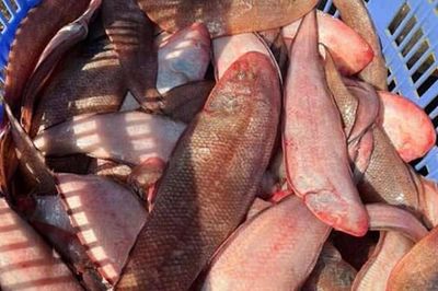Loài cá ít xương nhiều thịt, là 'kho báu' dưỡng chất tốt cho sức khoẻ