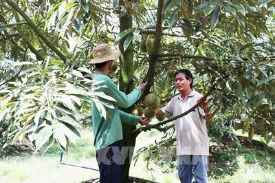 Gỡ điểm nghẽn ngành hàng sầu riêng sau tăng trưởng nóng