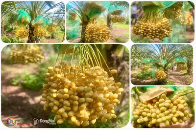 Đi tìm 'đặc sản' mới của Đồng Nai