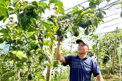 Hiệu quả các chương trình mục tiêu quốc gia tại Bắc Hà