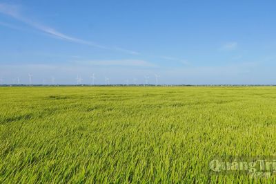 'Đánh thức' những cánh đồng không canh tác vụ hè-thu