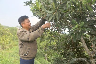 Cây mắc ca trên đất Ngòi