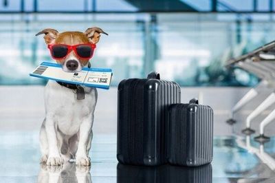 Hải quan lưu ý doanh nghiệp khi làm thủ tục xuất khẩu cây cảnh, thú cưng và bò sát