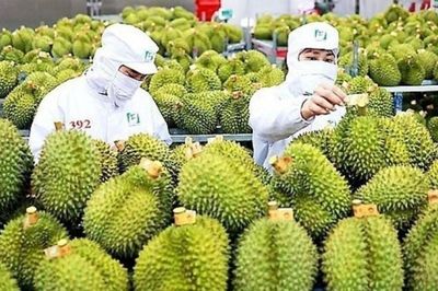 Sầu riêng Việt Nam: Gỡ điểm nghẽn xuất khẩu, thông quan và vốn