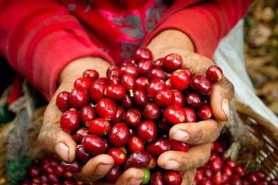 Bất chấp thế giới đỏ sàn, giá cà phê trong nước tăng vọt 1.500 đồng/kg