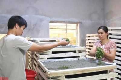 Cơ hội tạo sinh kế bền vững cho hàng nghìn hộ dân trồng dâu, nuôi tằm