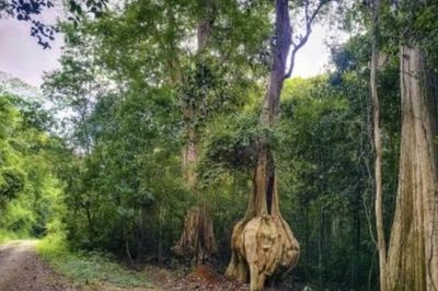 Tuy Phong: Không để xảy ra điểm nóng về chặt phá rừng, lấn chiếm đất lâm nghiệp trái pháp luật