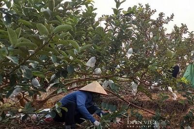 Nông dân Hải Phòng thu hơn 400 triệu đồng/ha mỗi năm nhờ bón phân gà ủ mục cho ổi
