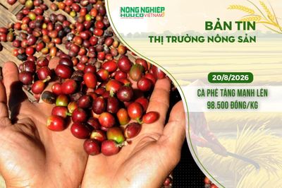 Thị trường nông sản 20/8/2026: Cà phê tăng mạnh lên 98.500 đồng/kg