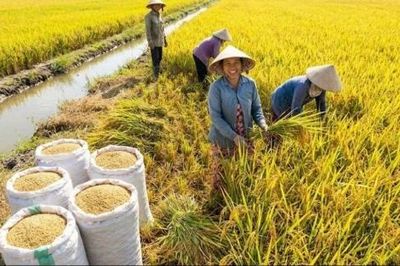 Chuẩn bị Festival Quốc tế ngành hàng lúa gạo Việt Nam lần thứ II năm 2026